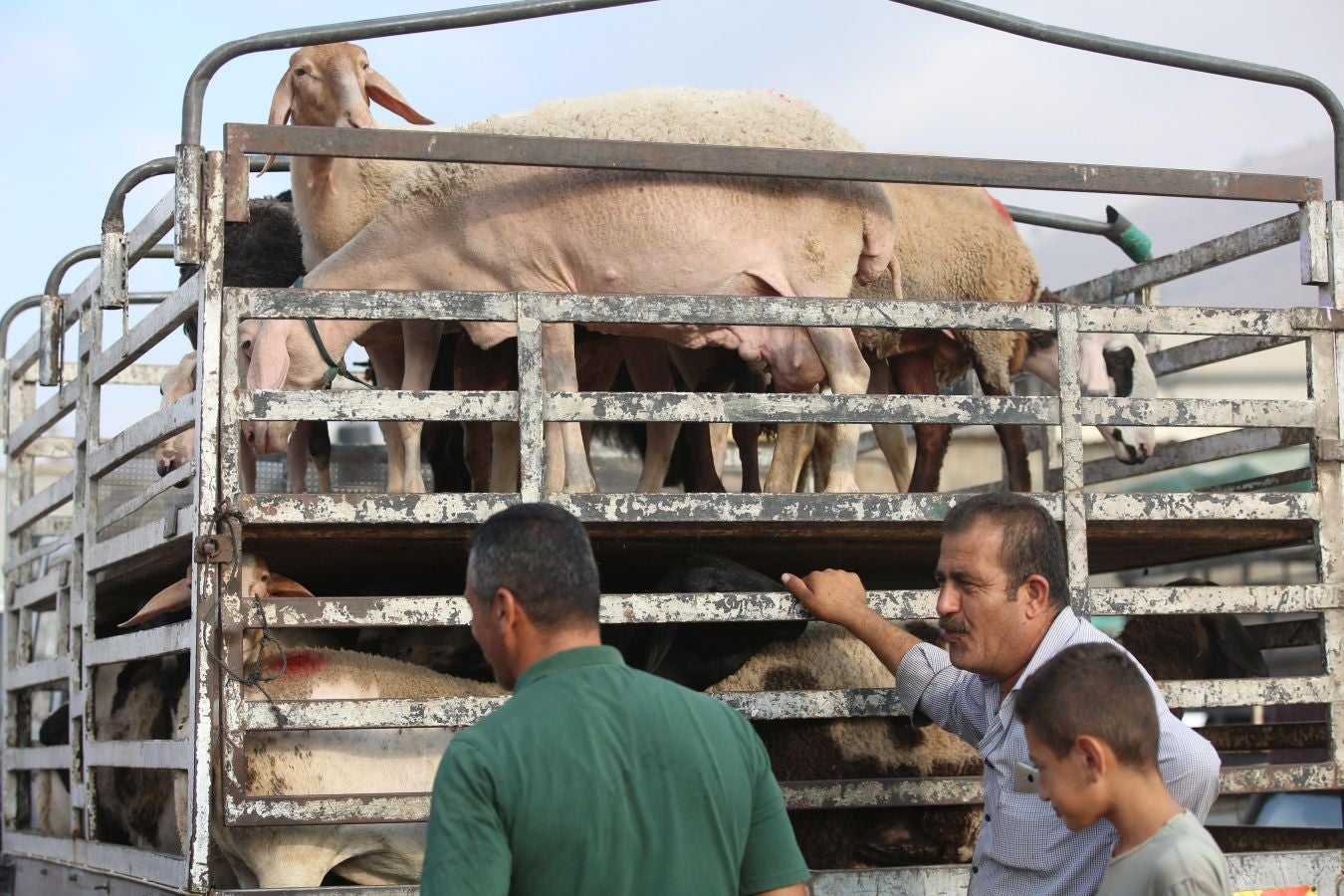 Fotos: Ganado &#039;volador&#039; en Karachi