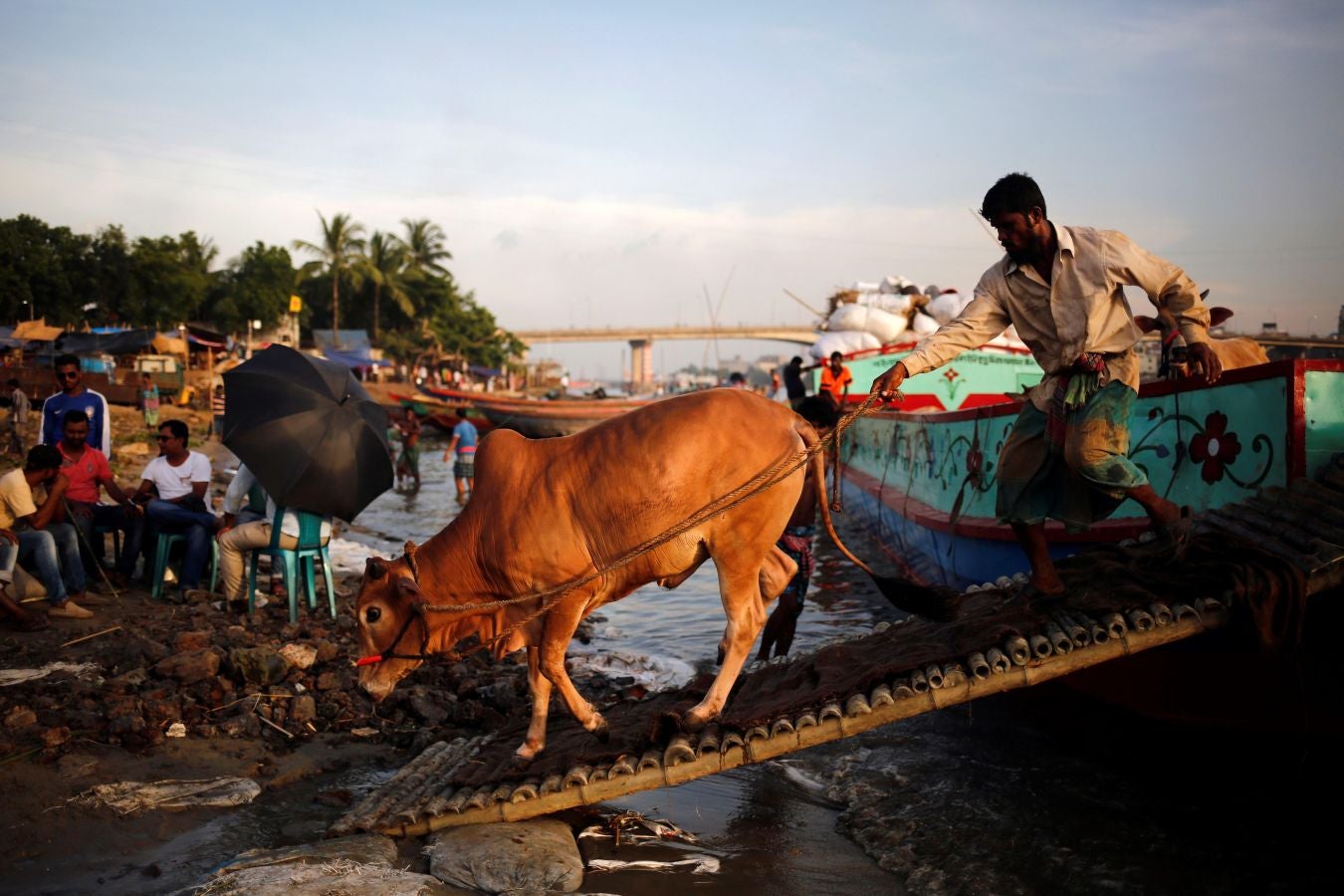 Fotos: Ganado &#039;volador&#039; en Karachi