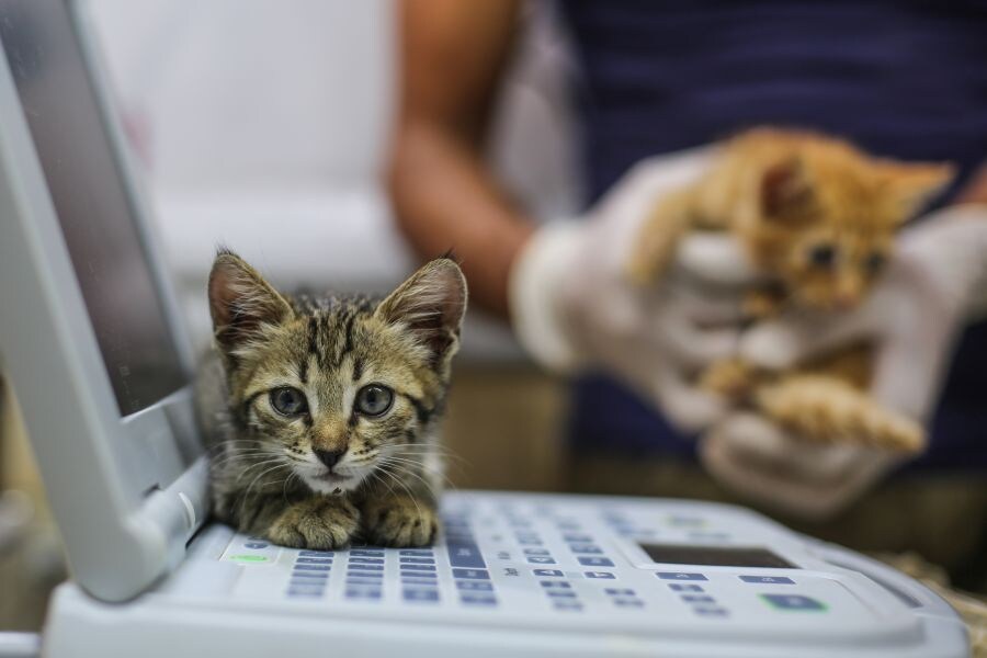 Fotos: El hombre gato de Alepo