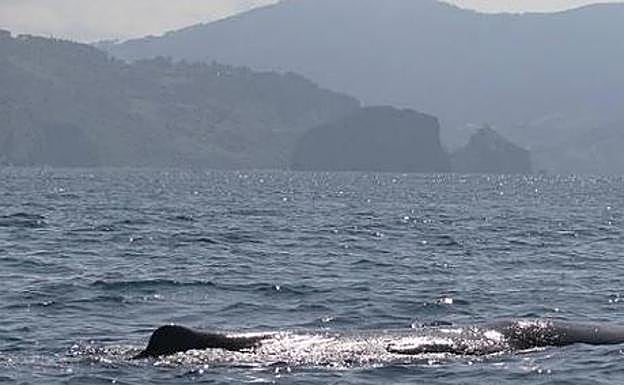 El momento en el que uno de los cetáceos sale a la superficie.
