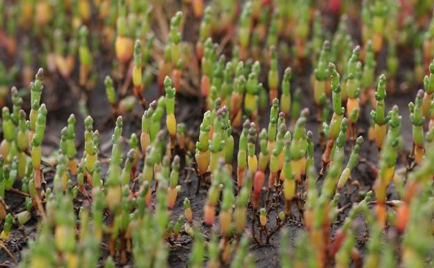 Salicornia