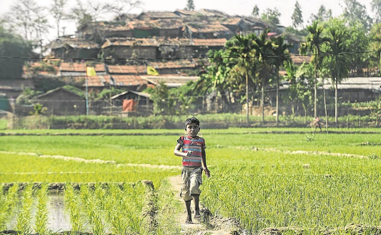 Un niño rohingya corre por un cultivo próximo al campamento de refugiados, al otro lado de la alambrada.