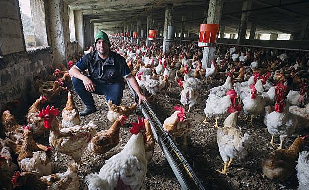 Iosu se pone al frente del negocio familiar de cría de gallinas reproductoras para producción de huevos. 