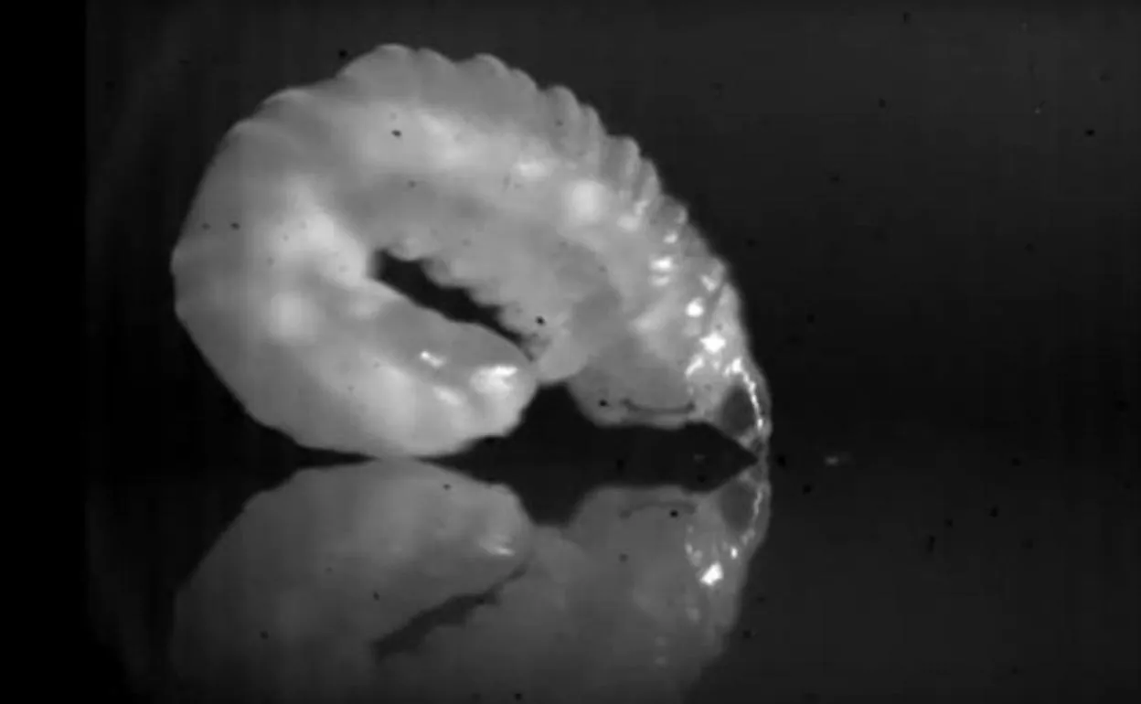 El increíble salto de la larva que pulveriza todos los récords humanos