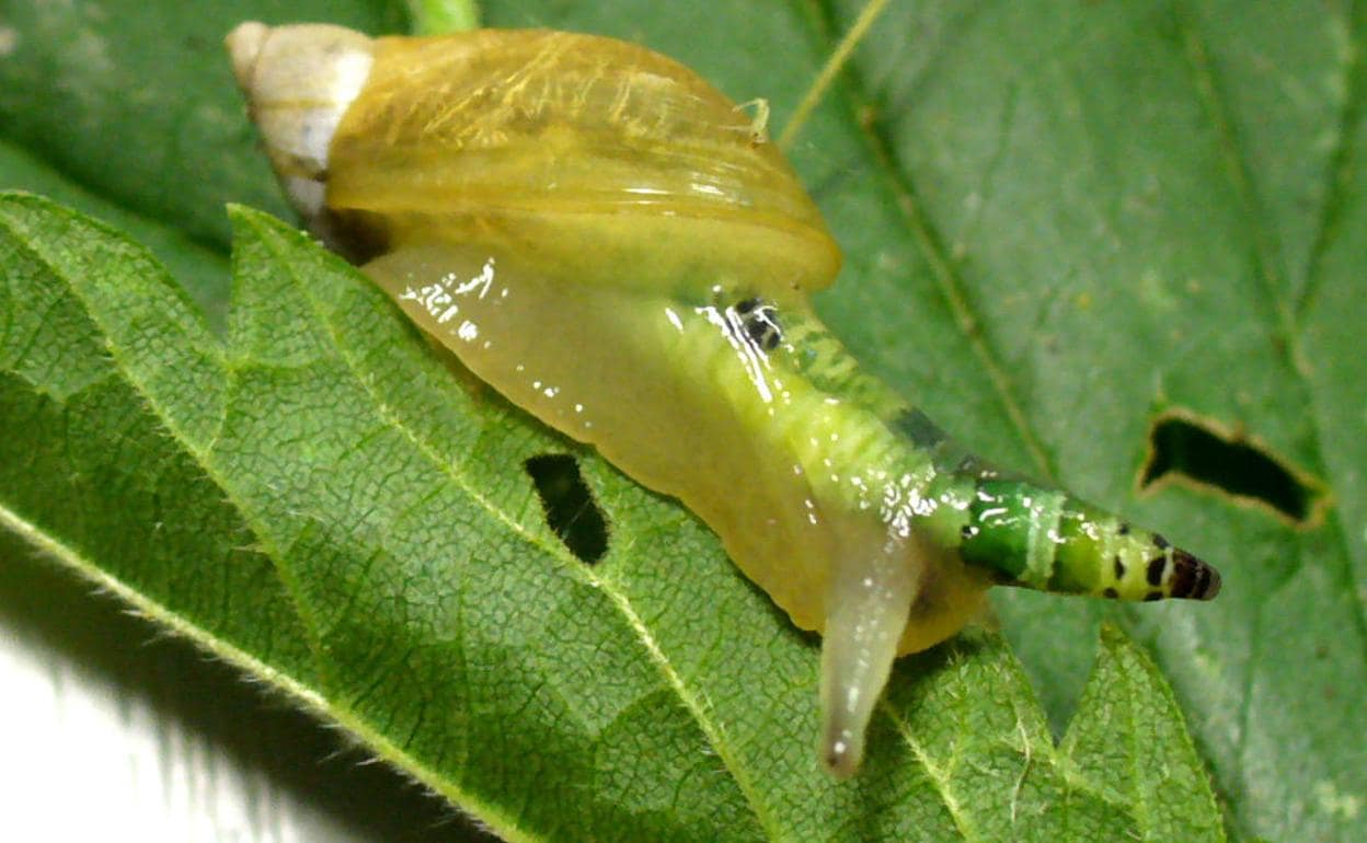 Un caracol afectado por el parásito Leucochloridium paradoxum.