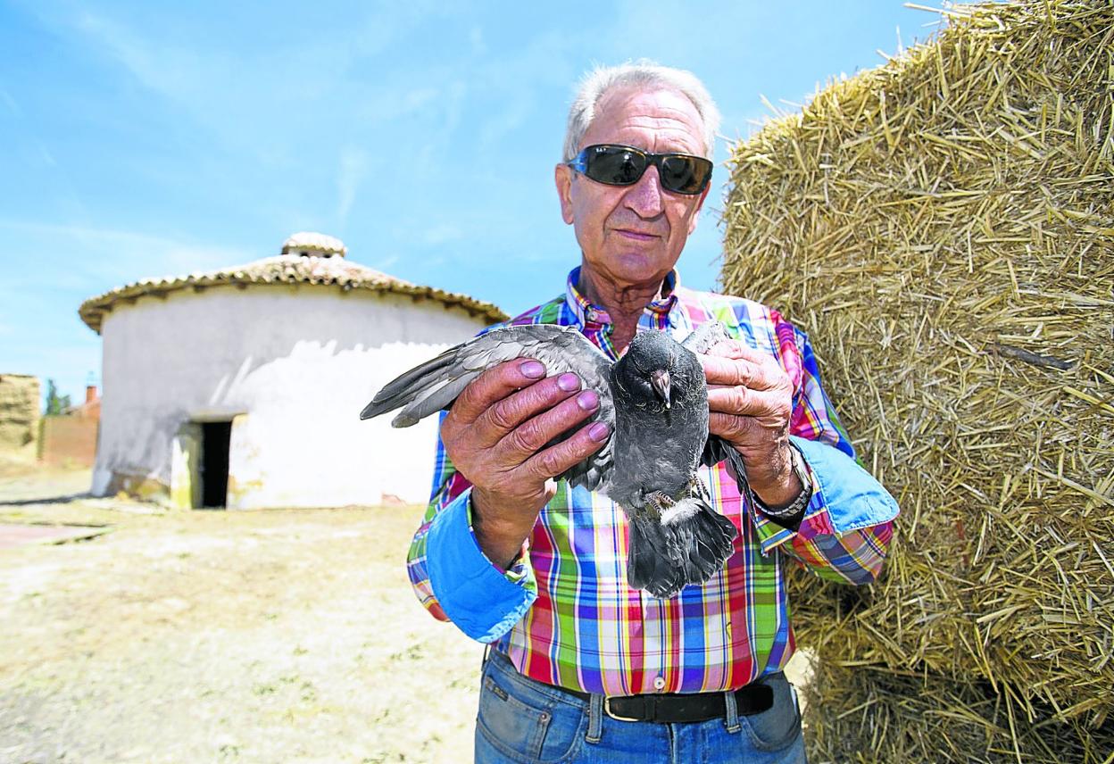 Faustino González, 'Tinín', alcalde de Cuenca de Campos, con uno de los palomos que los vecinos crían en sus palomares. 