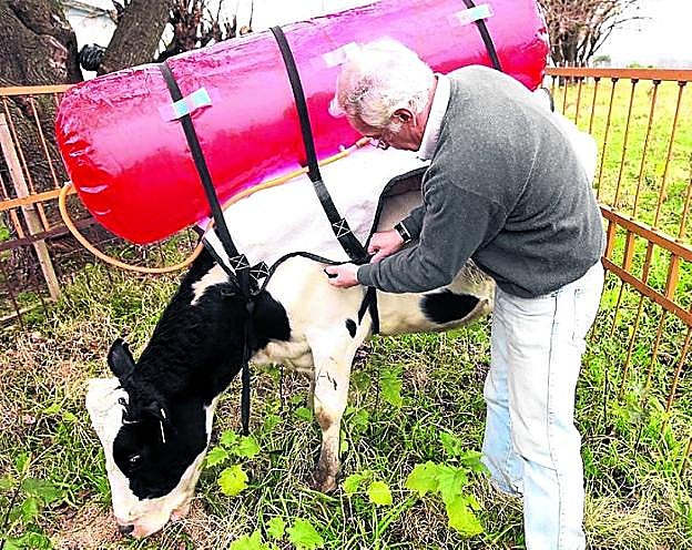 Guillermo Berra, responsable del proyecto, ajusta las cinchas a una de sus vacas mochileras.