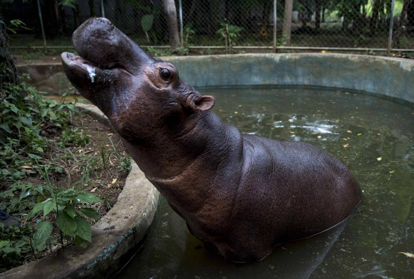 Una cría de hipopótamo es alimentada en un zoológico de Nicaragua después de ser rescatada de un circo.