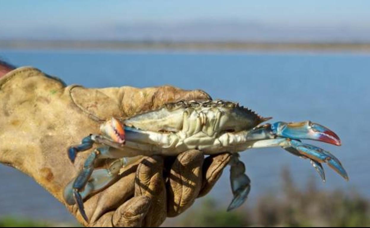 El cangrejo azul, ¿nueva especie invasora?