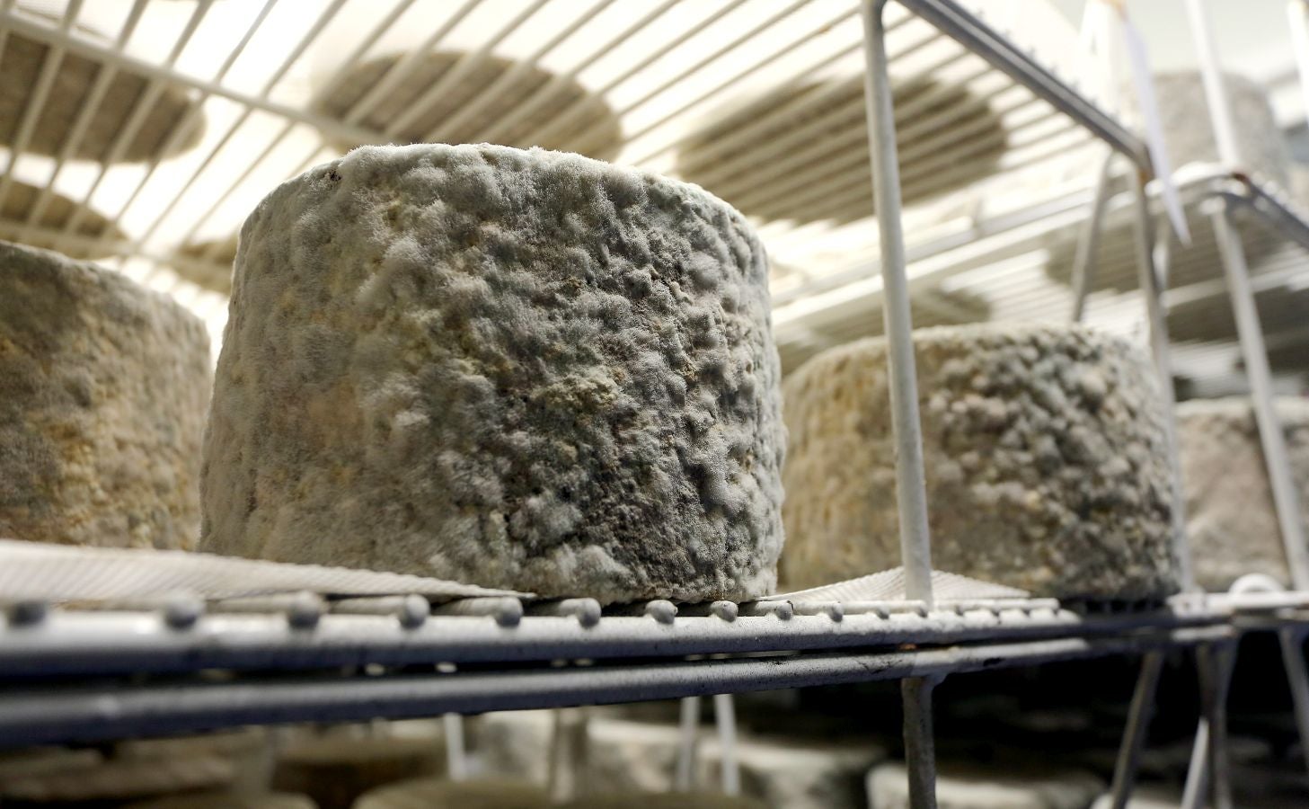 Fotos: Un día con Julen Arburua, ganador del concurso de quesos de Ordizia