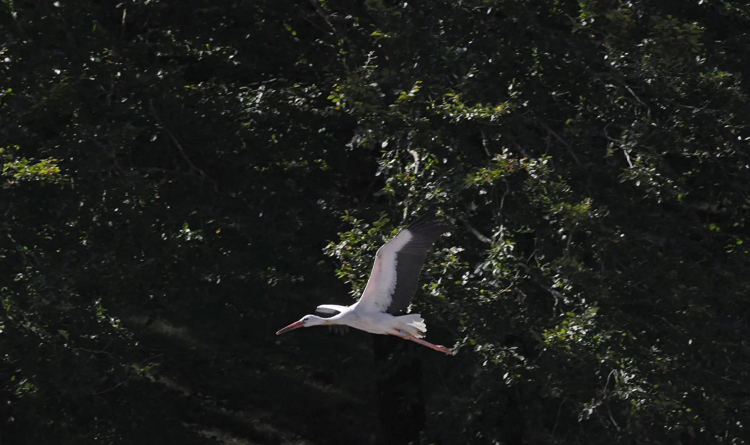 Diferentes tipos de aves han sido liberadas en Lizarrusti, en el parque natural de Aia.