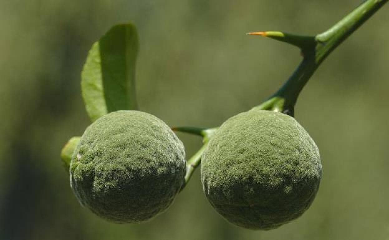 El yuzu es originario de China, aunque se cultiva también en Corea y Japón. 