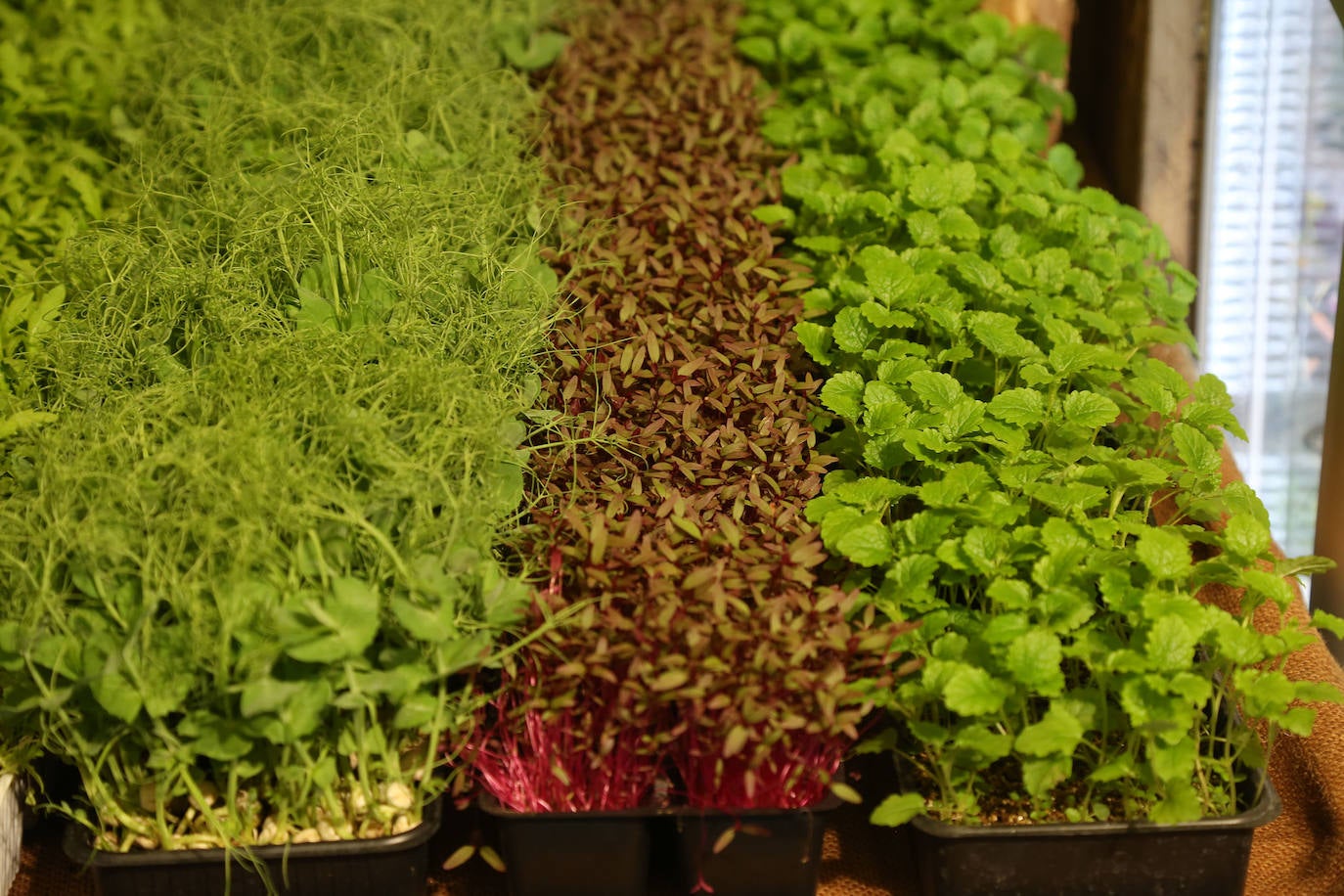 La influencia de Juan Sebastián Elcano en la tradición de la parrilla de Getaria, las palabras de Joan Roca, del tres estrellas Michelin El Celler de Can Roca (Girona), los hongos marinos descubiertos por el triestrellado Ángel León (Aponiente) o la reinvención de la tradición colombiana a cargo de Leonor Espinosa han destacado este martes en la segunda jornada de San Sebastian Gastronomika