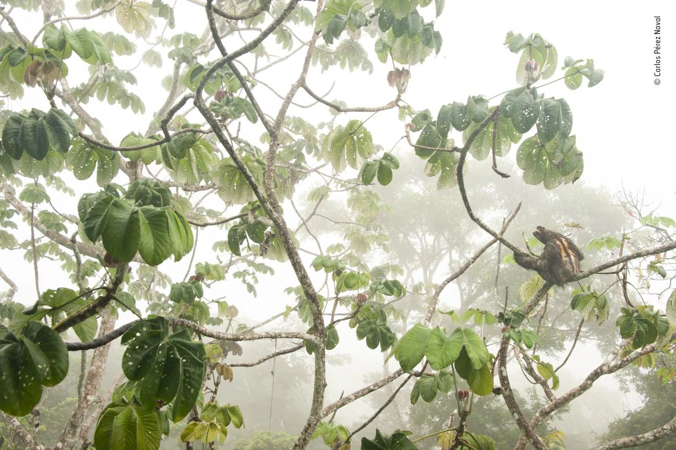 Categoría Fotógrafos Jóvenes Wildlife: Canopy hangout. Un perezoso bayo ('Bradypus variegatus') reposa sobre un guarumo ('Cecropia peltata') en el Parque Nacional Soberanía de Panam