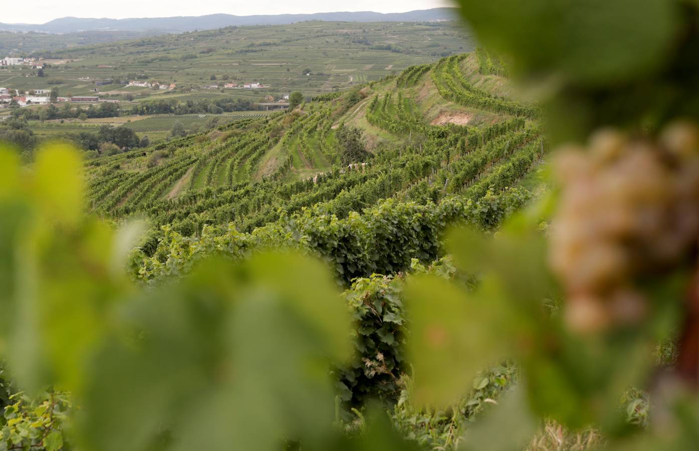 En Austria, el vino coge fama poco a poco. Trabajan bien con las uvas. 