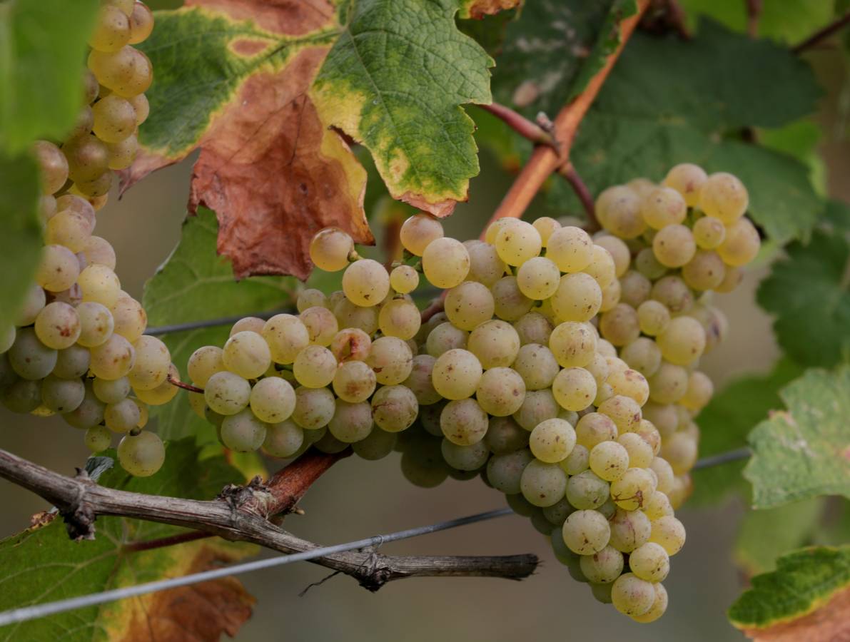 En Austria, el vino coge fama poco a poco. Trabajan bien con las uvas. 