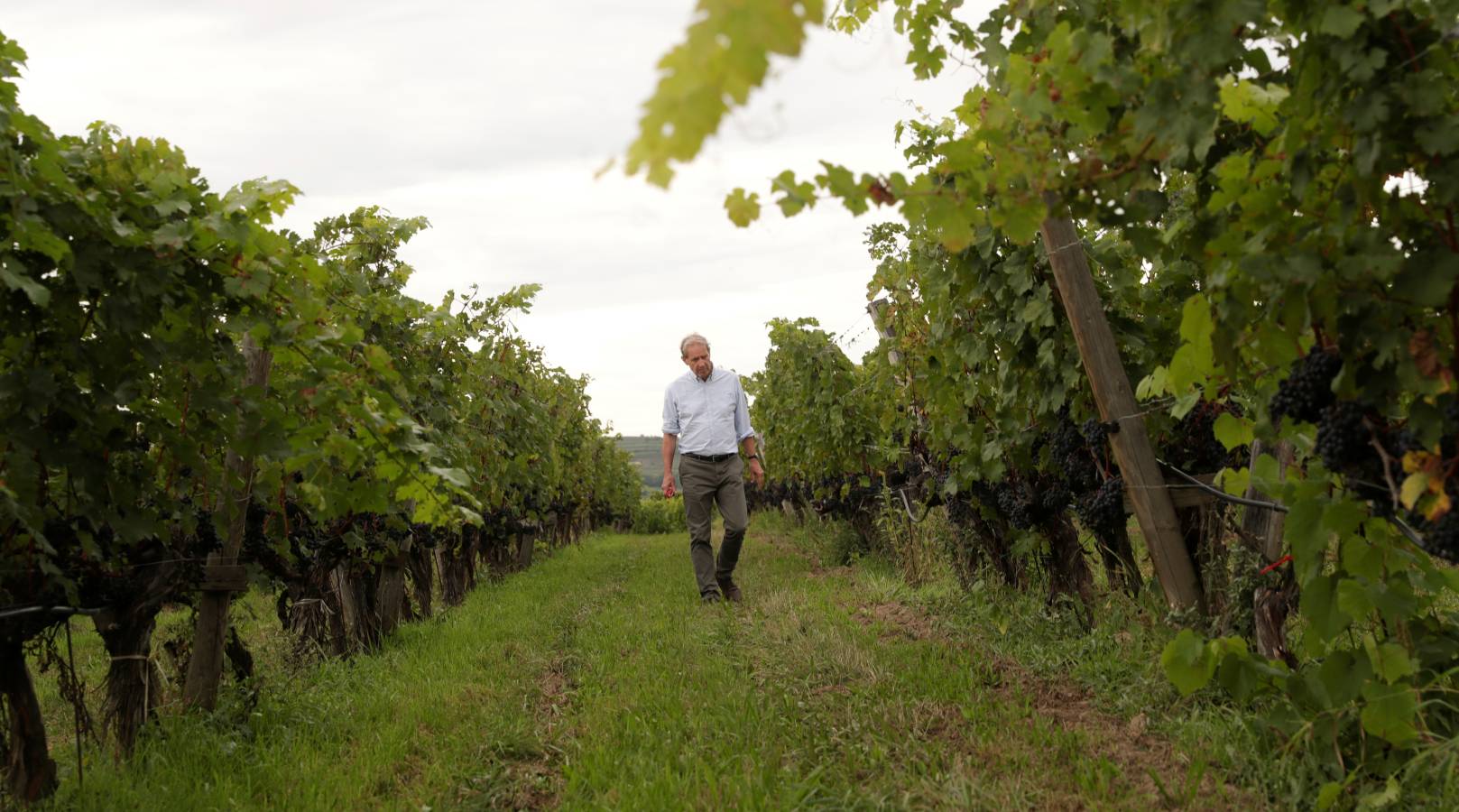 En Austria, el vino coge fama poco a poco. Trabajan bien con las uvas. 