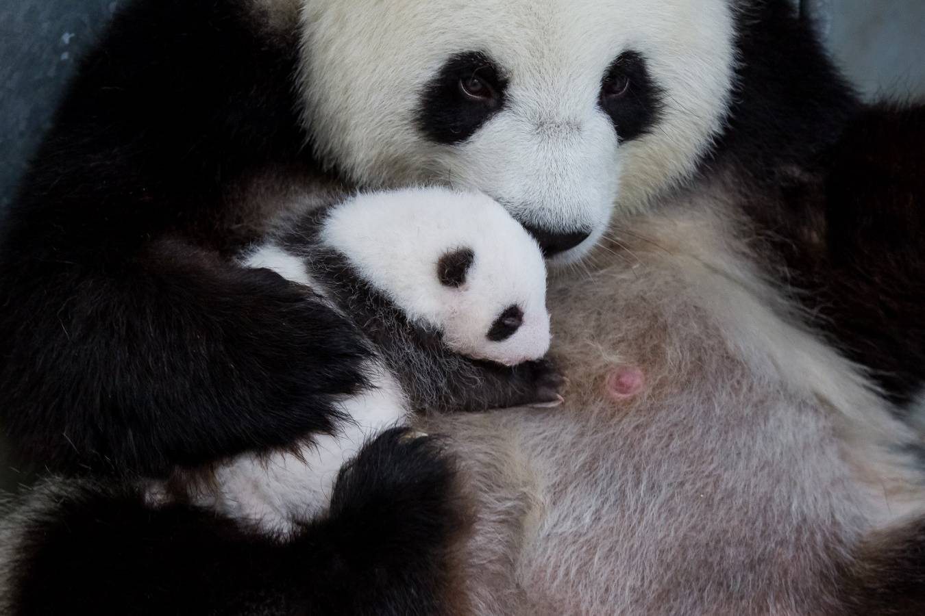 Ha nacido en el zoo de Berlín. 