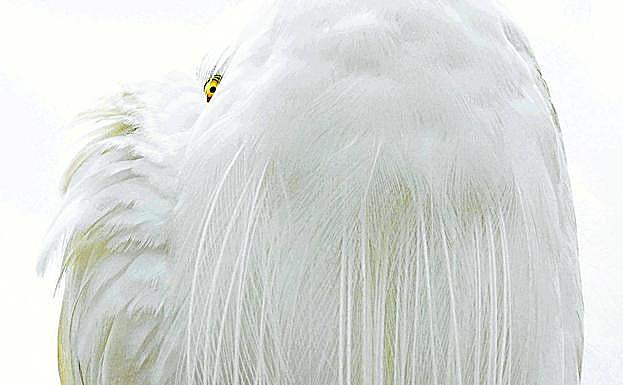 'Gran garceta blanca'