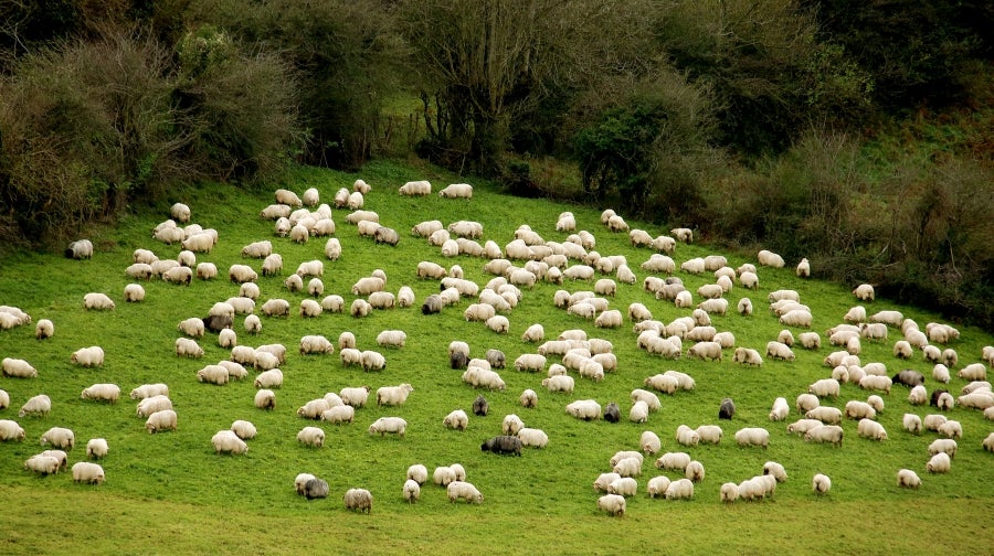 Fotos: «En Aralar se está mucho mejor»