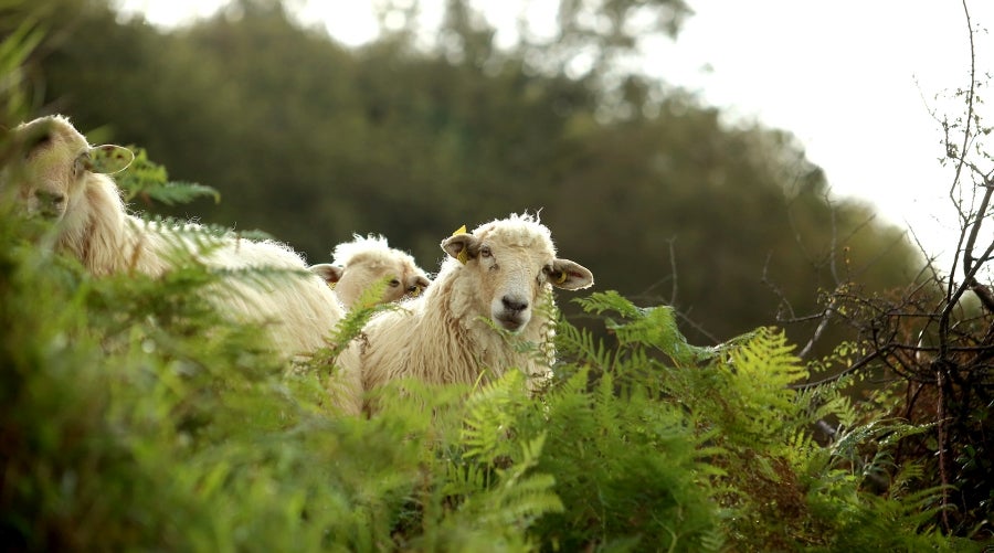 Fotos: «En Aralar se está mucho mejor»