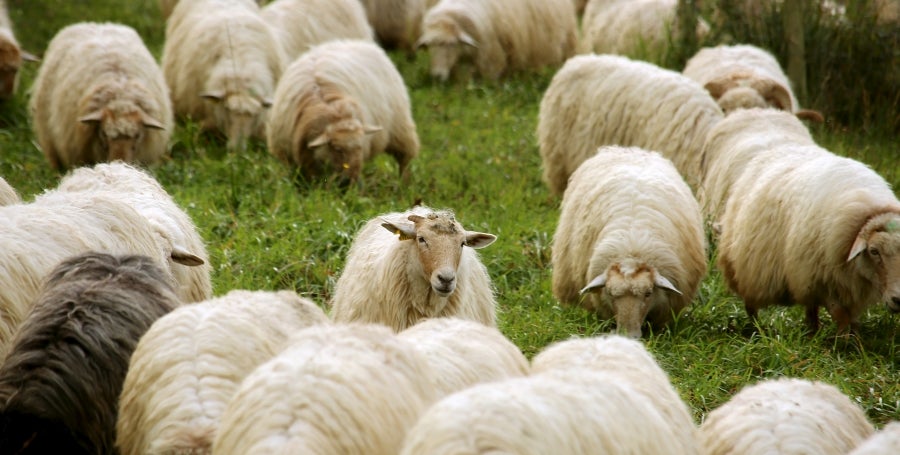 Fotos: «En Aralar se está mucho mejor»