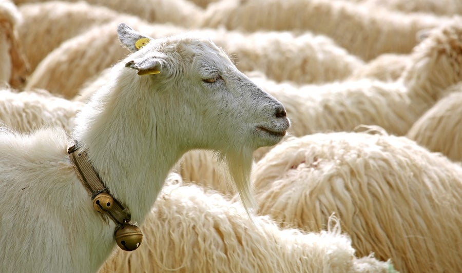 Fotos: «En Aralar se está mucho mejor»