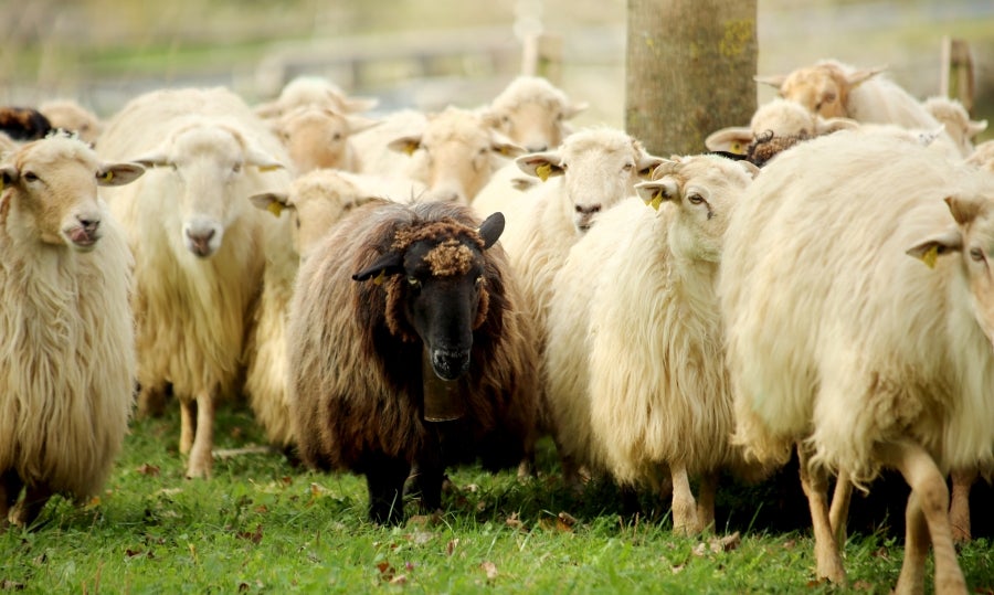 Fotos: «En Aralar se está mucho mejor»
