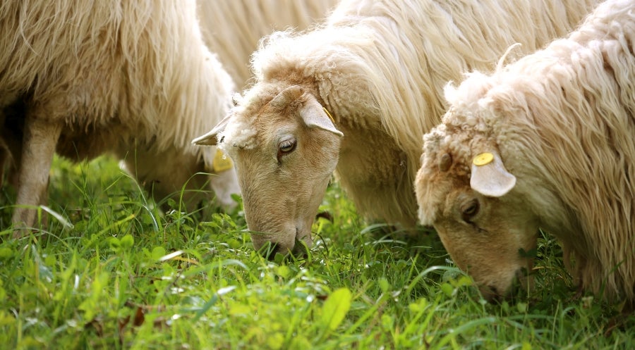 Fotos: «En Aralar se está mucho mejor»