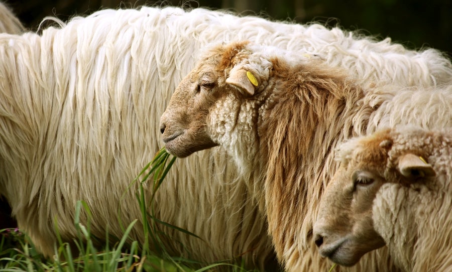 Fotos: «En Aralar se está mucho mejor»
