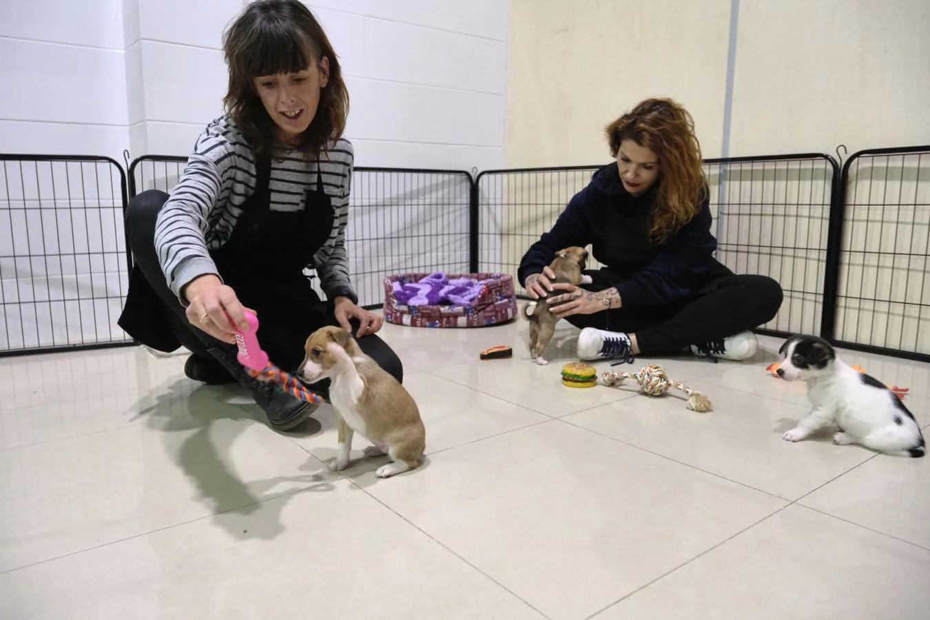 En esta cafetería solidaria canina existe la opción de adoptar a tres cachorros ratoneros, Luki, Lua y Mia. 