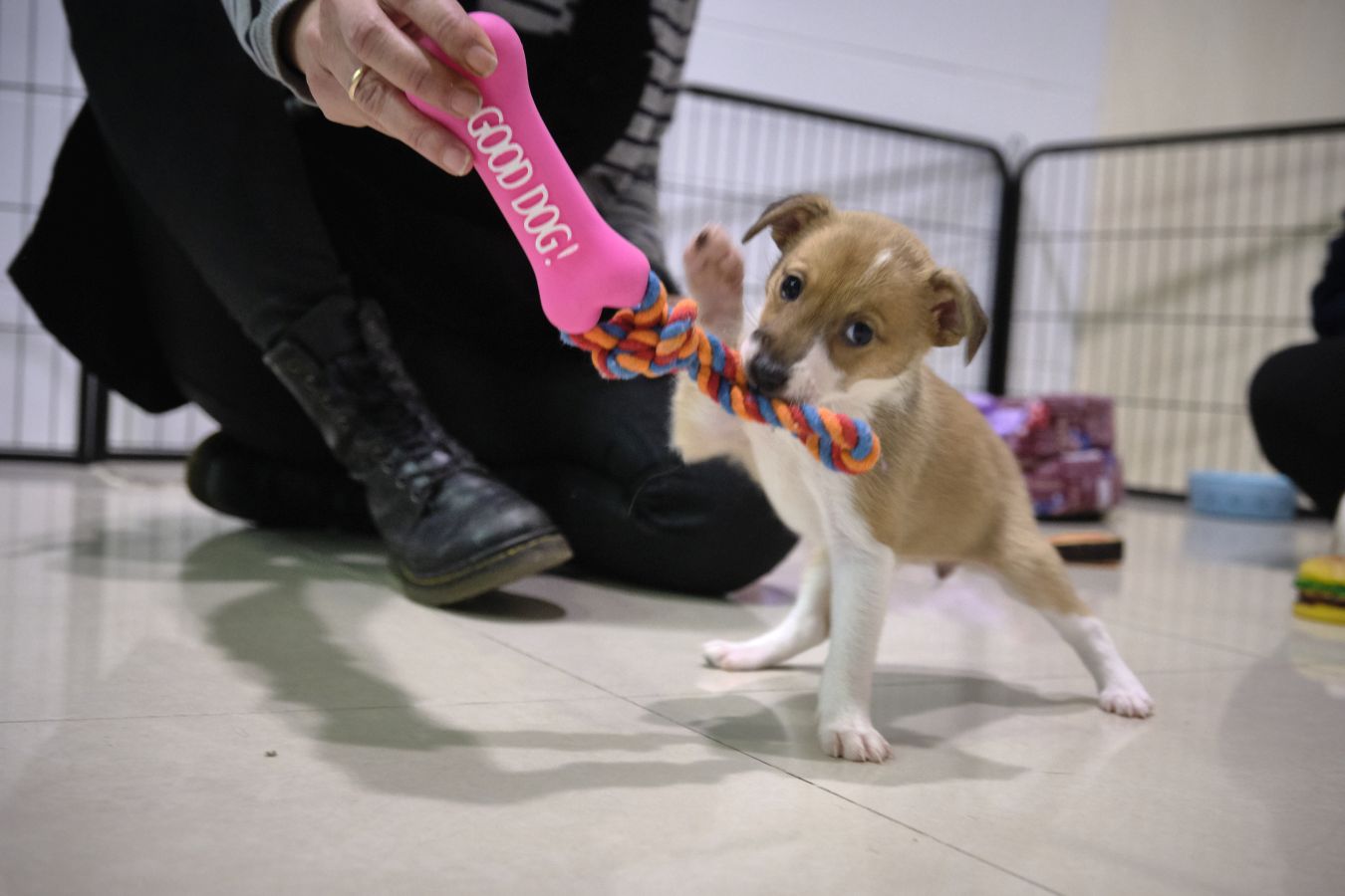 En esta cafetería solidaria canina existe la opción de adoptar a tres cachorros ratoneros, Luki, Lua y Mia. 