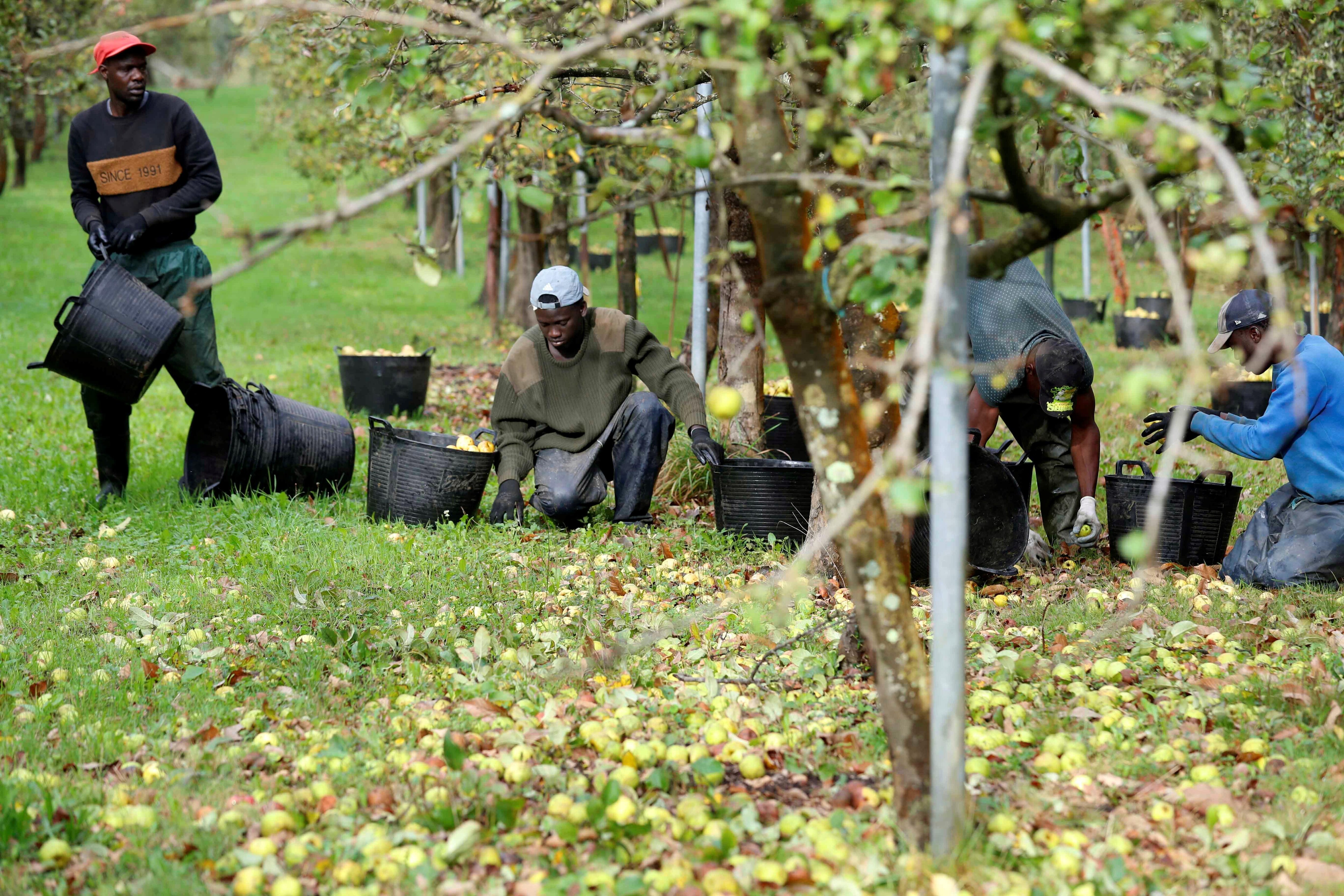 Trabajadores senegaleses trabajan en Asturias en la campaña de recogida de la manzana utilizada para elaborar sidra. La Denominación de Origen Protegida (DOP) «Sidra Asturias» batió el pasado año un nuevo récord histórico al aumentar sus ventas en un 73 por ciento con 3,7 millones de contraetiquetas entregadas