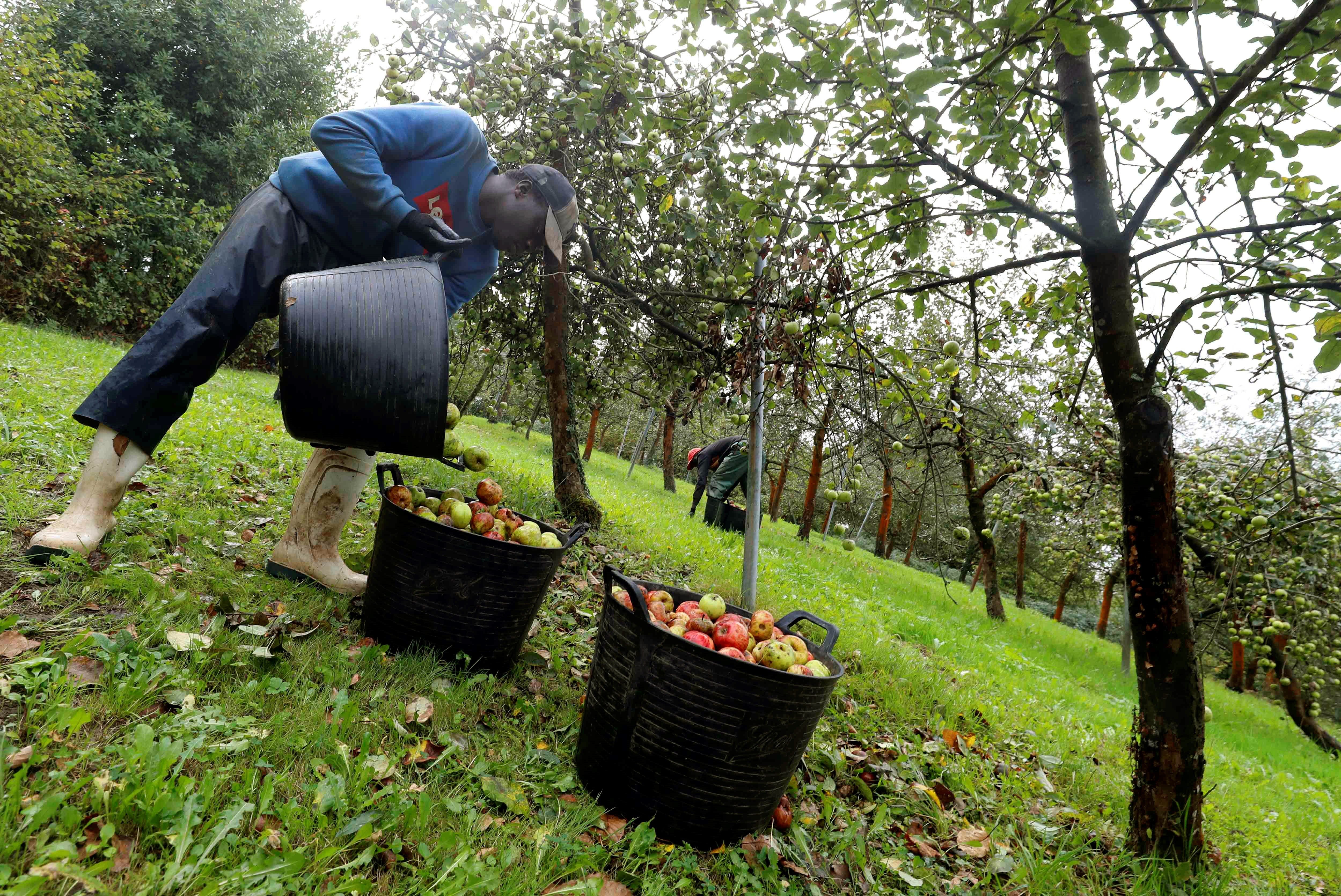 Senegaleses recogiendo manzanas en Asturias