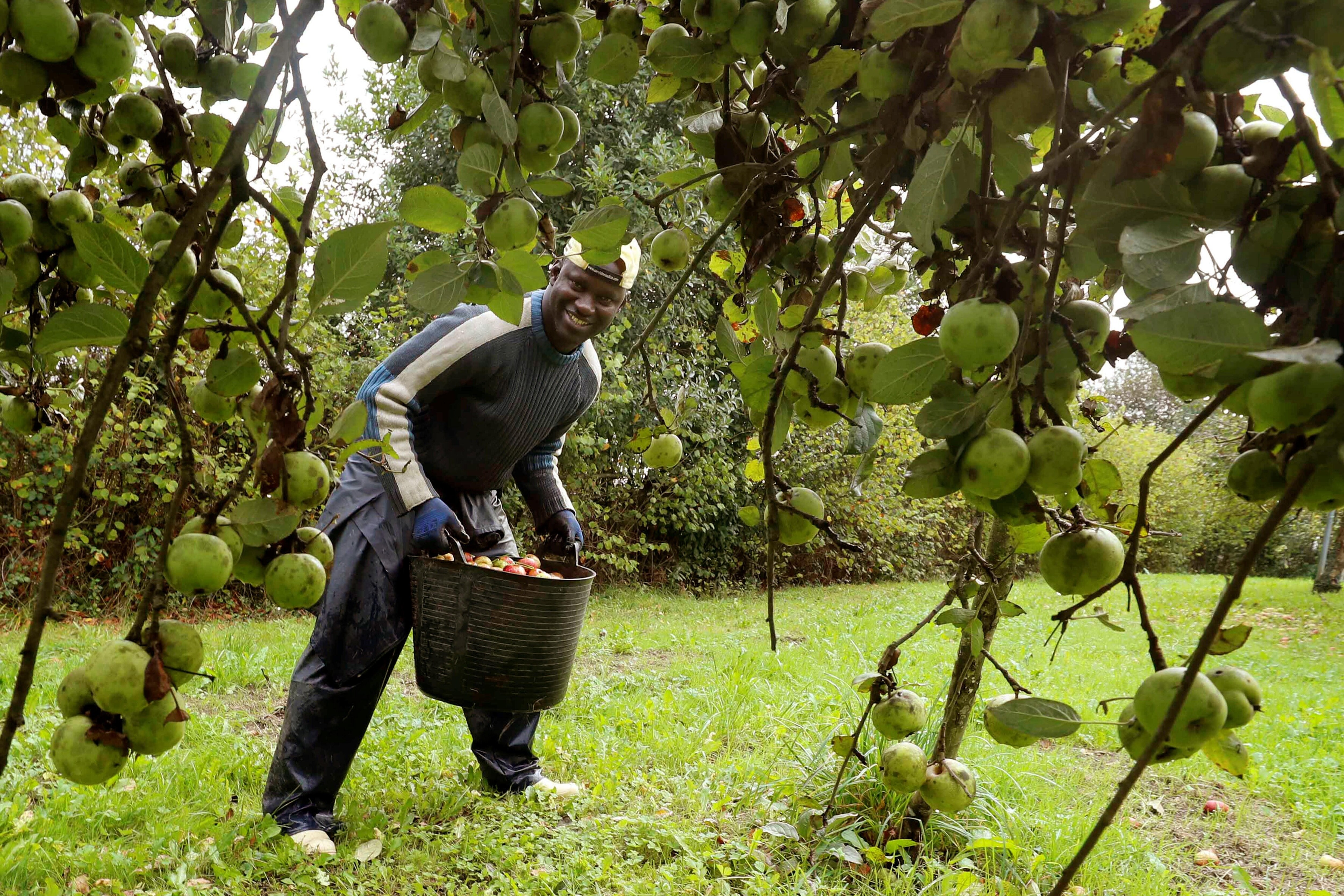 Trabajadores senegaleses trabajan en Asturias en la campaña de recogida de la manzana utilizada para elaborar sidra. La Denominación de Origen Protegida (DOP) «Sidra Asturias» batió el pasado año un nuevo récord histórico al aumentar sus ventas en un 73 por ciento con 3,7 millones de contraetiquetas entregadas