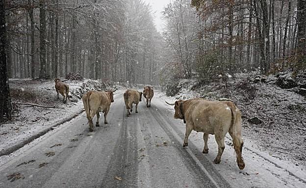 Imagen principal - La previsión de nieve se ha cumplido. 