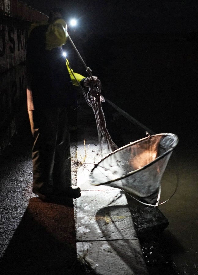 Fotos: Arranca la temporada de Angulas