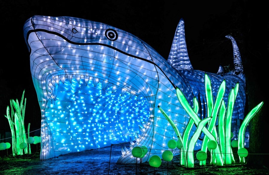 Fotos: Animales, luz y color