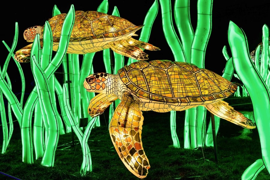 Fotos: Animales, luz y color