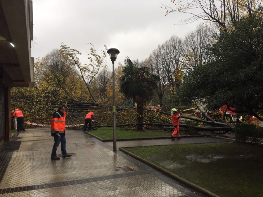 El viento ha provocado numerosos daños materiales en Gipuzkoa, especialmente en Donostia, con árboles y andamios caídos por toda la ciudad.