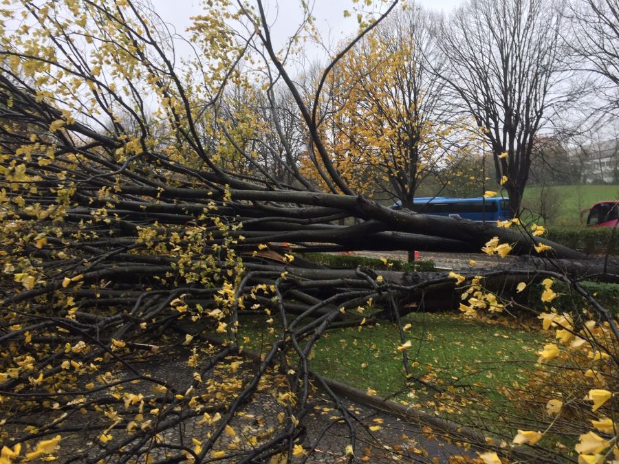 El viento ha provocado numerosos daños materiales en Gipuzkoa, especialmente en Donostia, con árboles y andamios caídos por toda la ciudad.