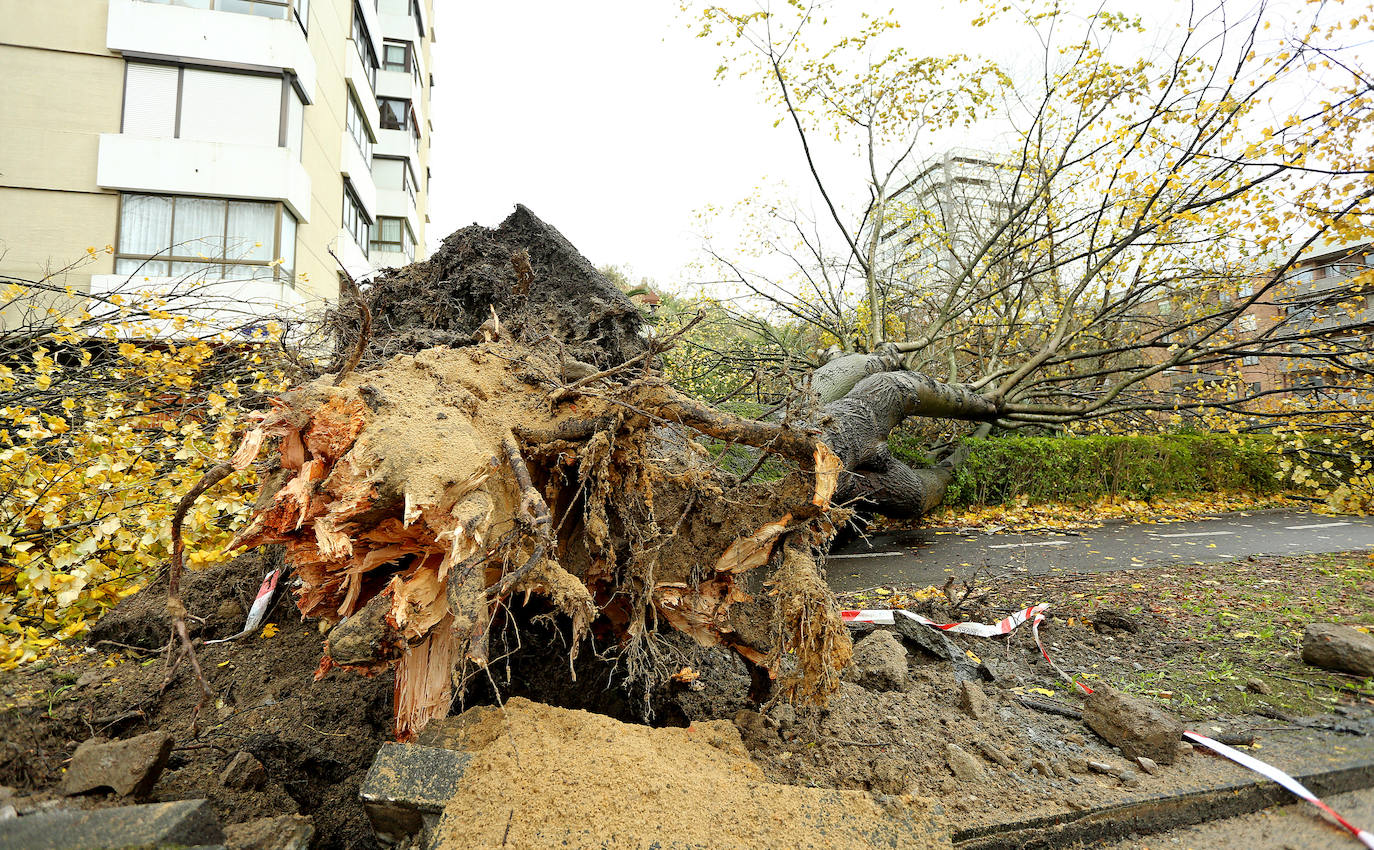 El viento ha provocado numerosos daños materiales en Gipuzkoa, especialmente en Donostia, con árboles y andamios caídos por toda la ciudad.