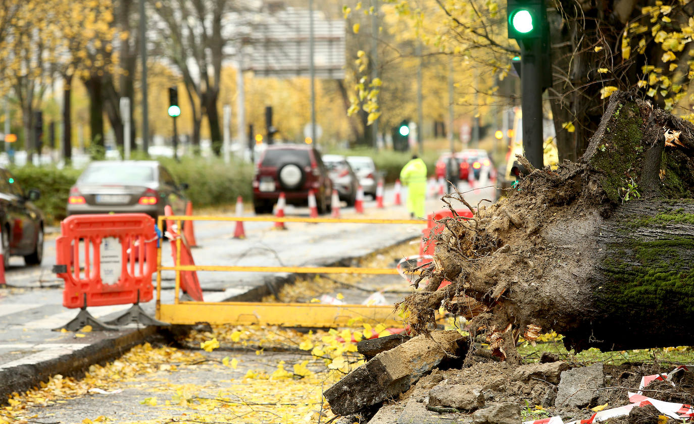 El viento ha provocado numerosos daños materiales en Gipuzkoa, especialmente en Donostia, con árboles y andamios caídos por toda la ciudad.