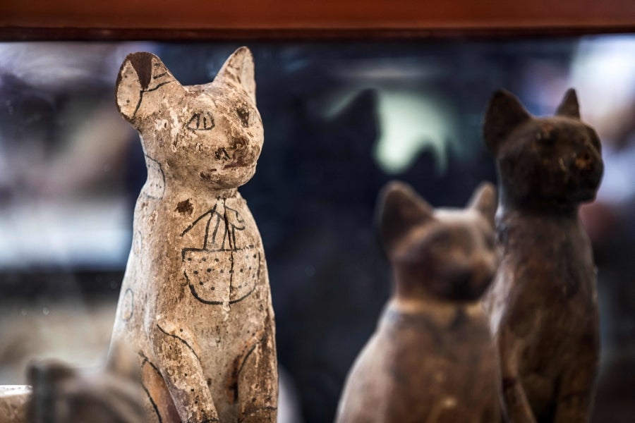 Fotos: Los mejores amigos de las momias