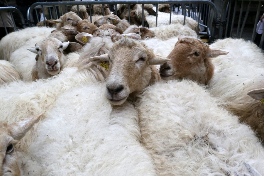 Fotos: Feria agrícola de San Andrés en Eibar