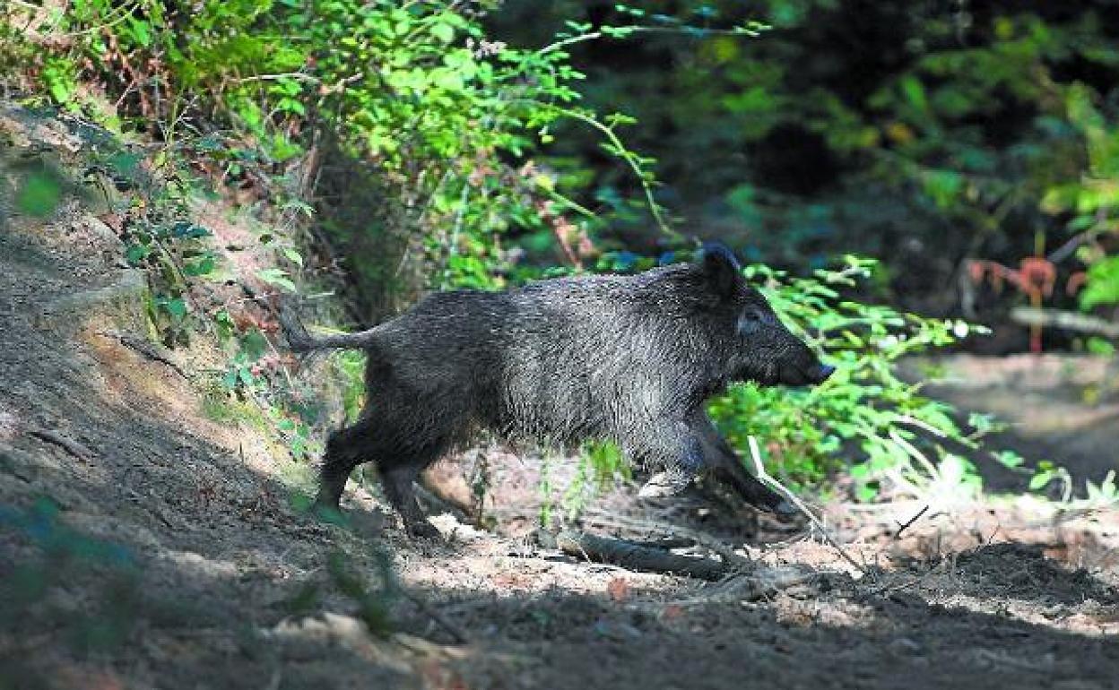 Herido un cazador navarro tras atacarle el jabalí al que disparó