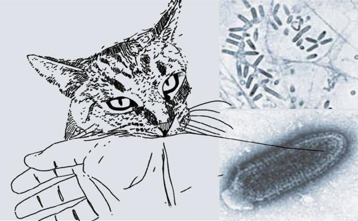 Los veterinarios temen que Euskadi no obligue a poner la vacuna contra la rabia