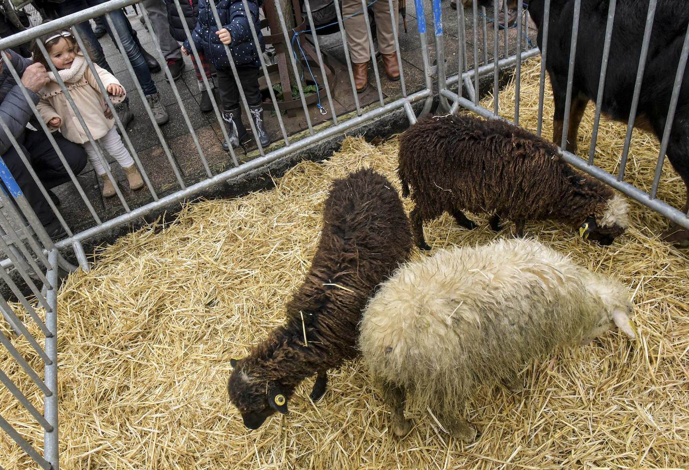 Fotos: Multitudinaria feria de Santa Lucía en Zumarraga y Urretxu