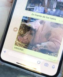 Imagen secundaria 2 - 1.- Alazne con su perro 'Goku' en la plaza de Santo Tomás | 2.- Enara y su hija Iara antes de la ver la cerda | 3.- Conversación de Amaia con su hermana que vive en Chile 