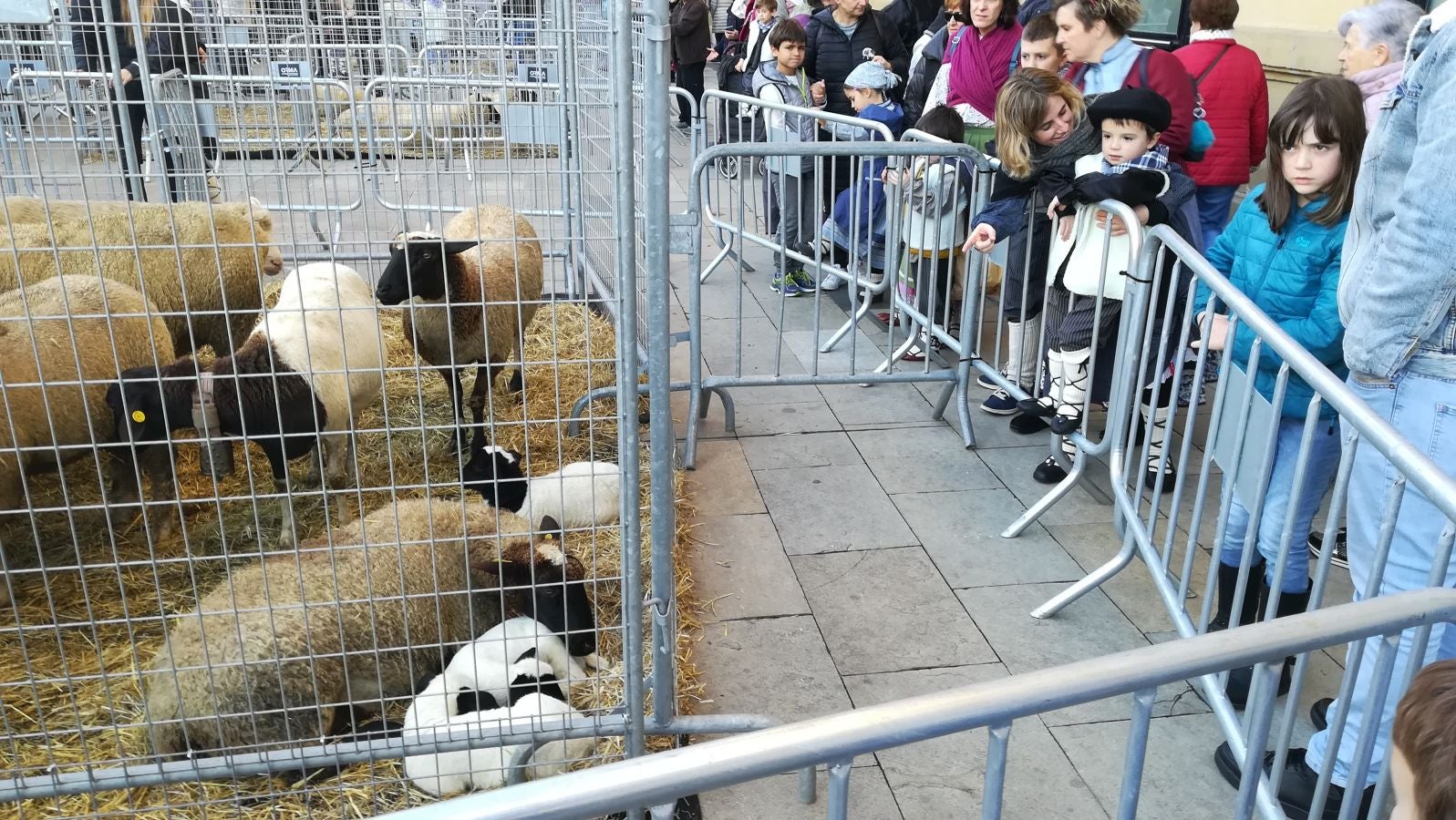 Los donostiarras han madrugado para ir a la feria desde primera hora de la mañana para ver a los animales en la Plaza Okendo y a la cerda en la Constitución